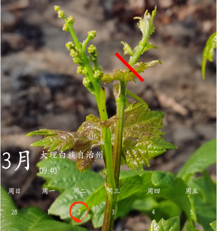 你的葡萄花穗還在嗎？